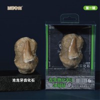 Prehistoric Fossil Series   Collection (I) (6 Pieces)