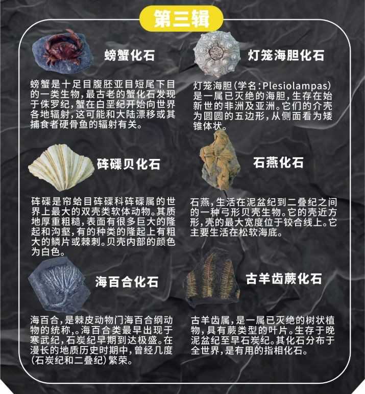 Prehistoric Fossil Series   Collection (III) (6 Pieces)