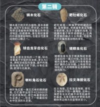 Prehistoric Fossil Series   Collection (II) (6 Pieces)