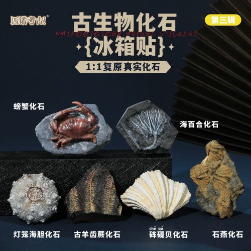 Prehistoric Fossil Series   Collection (III) (6 Pieces)