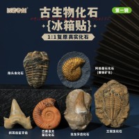 Prehistoric Fossil Series   Collection (I) (6 Pieces)