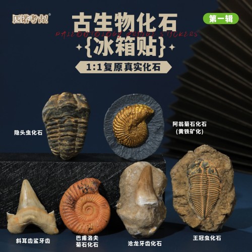 Prehistoric Fossil Series   Collection (I) (6 Pieces)