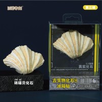 Prehistoric Fossil Series   Collection (III) (6 Pieces)