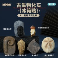Prehistoric Fossil Series   Collection (II) (6 Pieces)
