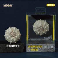 Prehistoric Fossil Series   Collection (III) (6 Pieces)