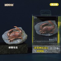 Prehistoric Fossil Series   Collection (III) (6 Pieces)
