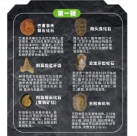 Prehistoric Fossil Series   Collection (I) (6 Pieces)