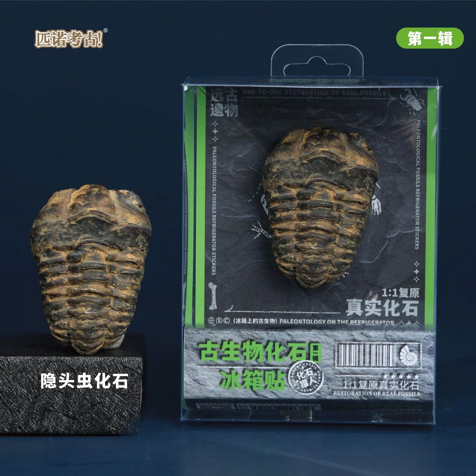 Prehistoric Fossil Series   Collection (I) (6 Pieces)